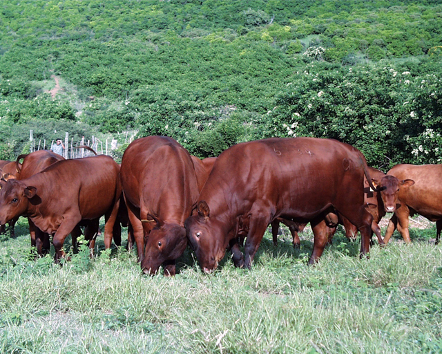 Senepol bulls